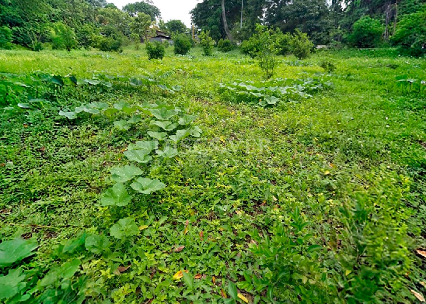  Road front land for sale in Jinotepe