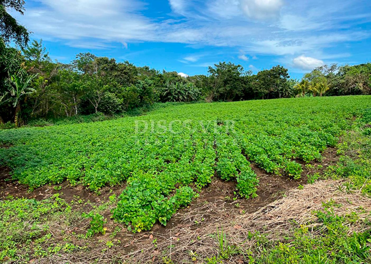  Livestock/agricultural farm for sale in Diriamba