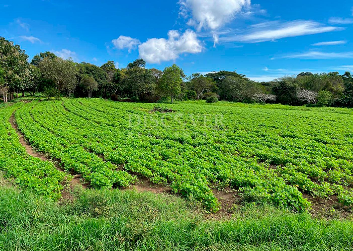  Livestock/agricultural farm for sale in Diriamba