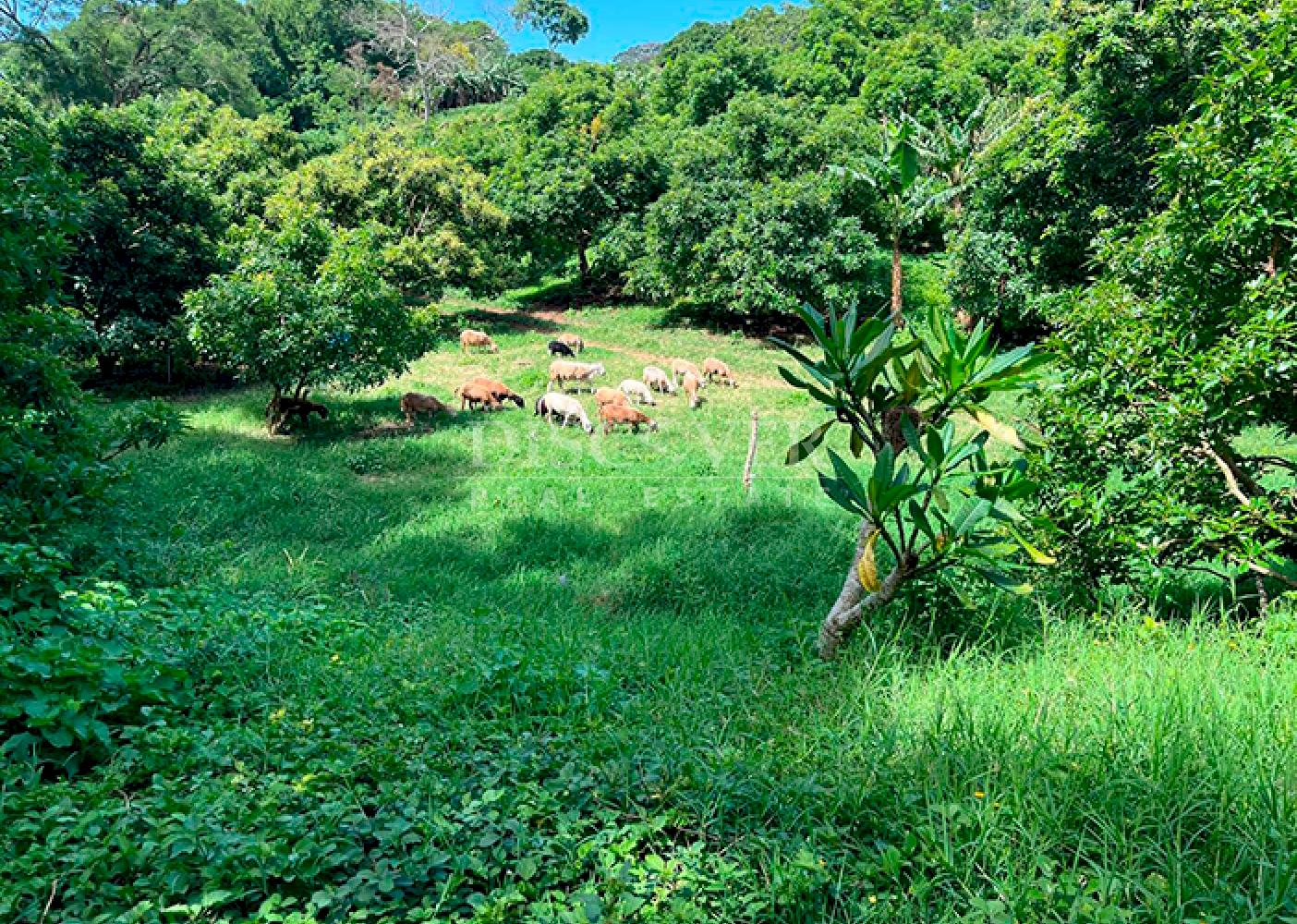  Livestock/agricultural farm for sale in Diriamba
