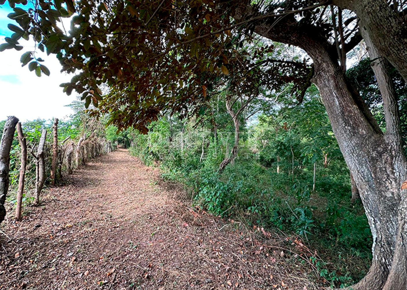 Farm for sale in Jocote Dulce – Great agricultural potential 