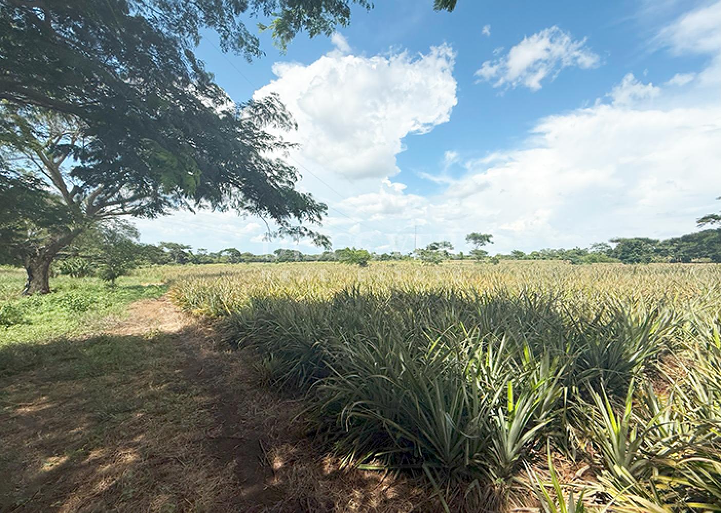  Farm for sale in Carretera a Masaya – Great investment opportunity