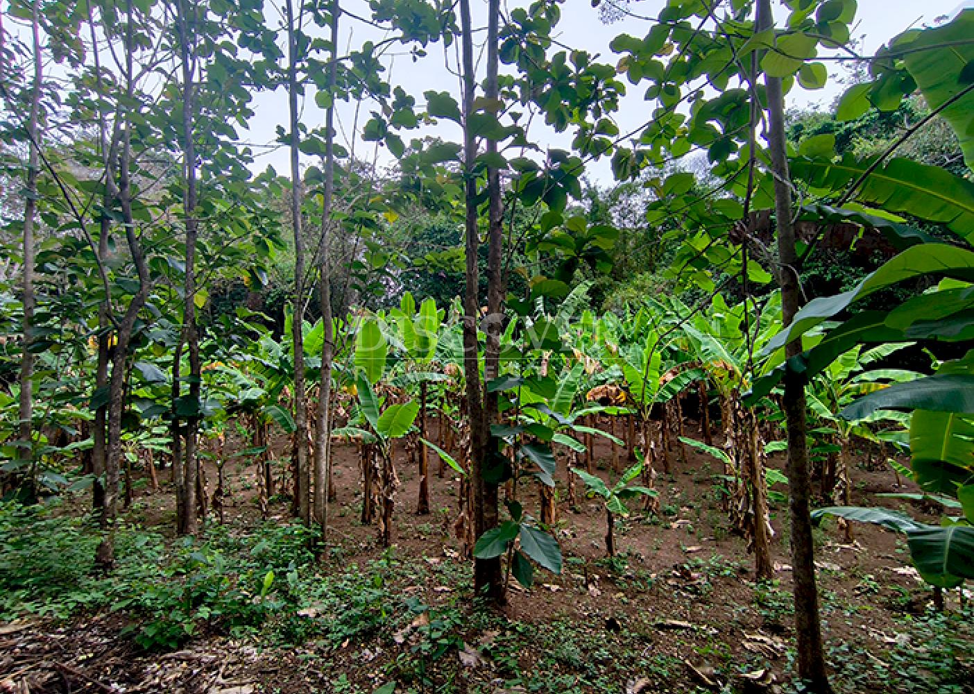  Farm for Sale in Masaya - Productive Oasis and Retreat