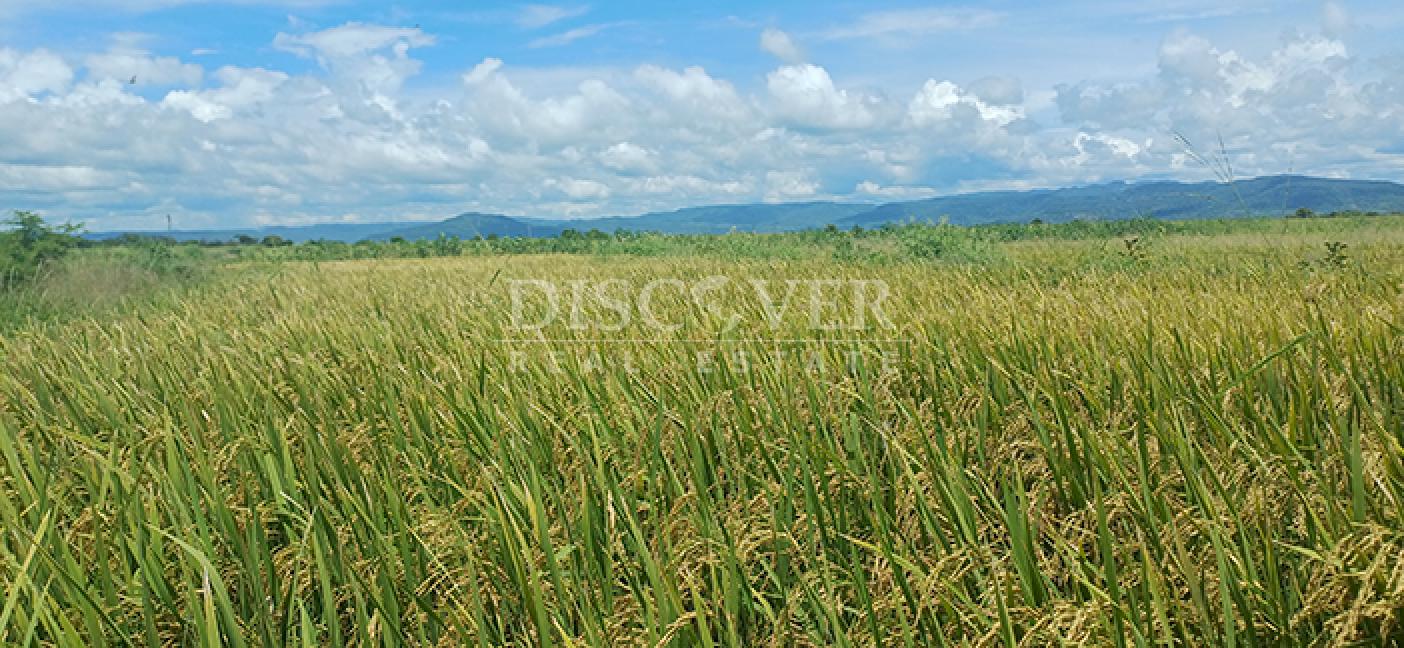  Rice farm for sale in production in Malacatoya