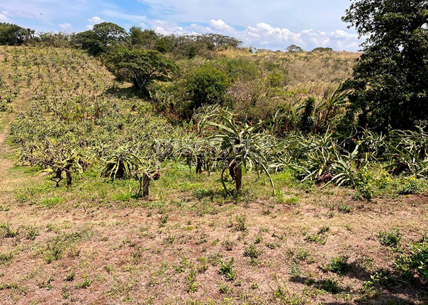  Agricultural farm for sale in Diriamba 