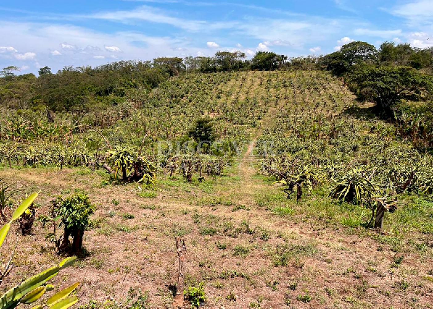  Agricultural farm for sale in Diriamba 