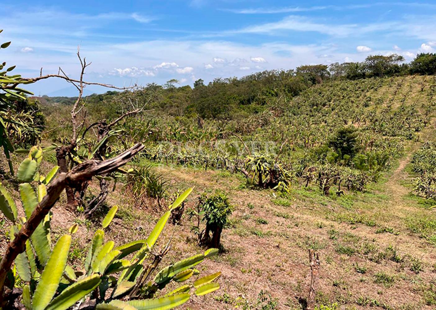  Agricultural farm for sale in Diriamba 