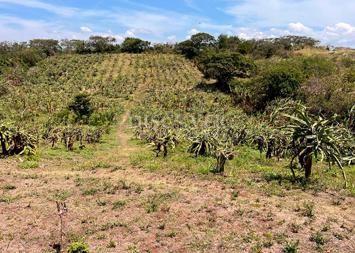  Agricultural farm for sale in Diriamba 