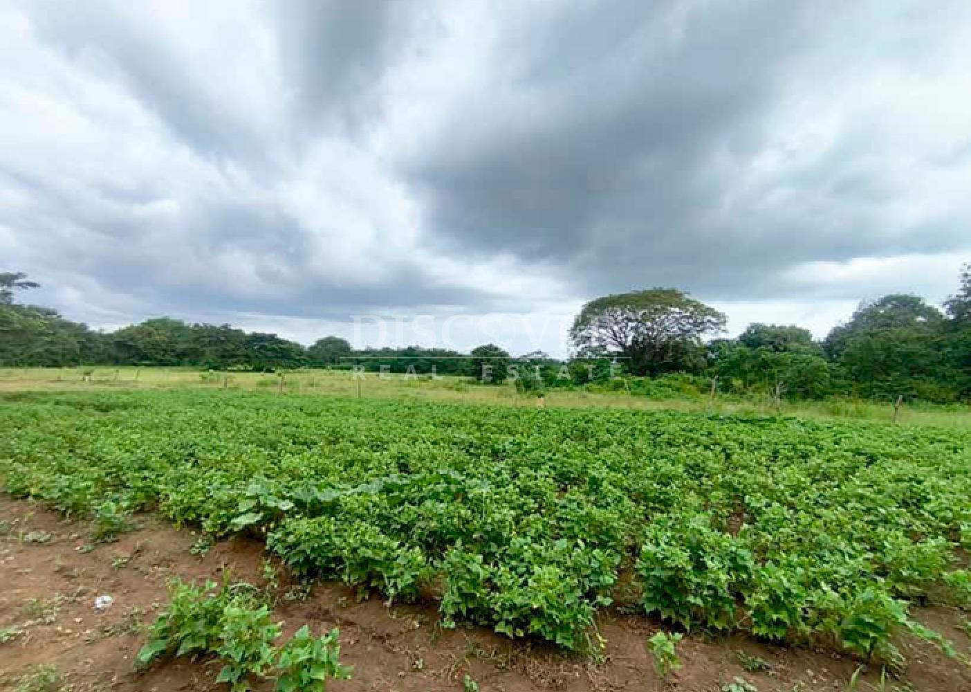 Large plot of land for sale in Veracruz 