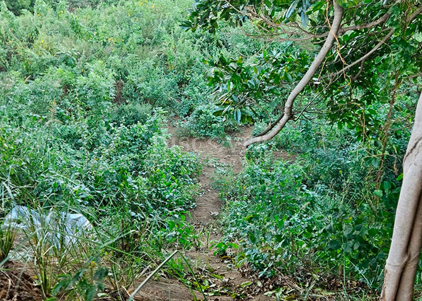  Land for sale in San Isidro de Bolas