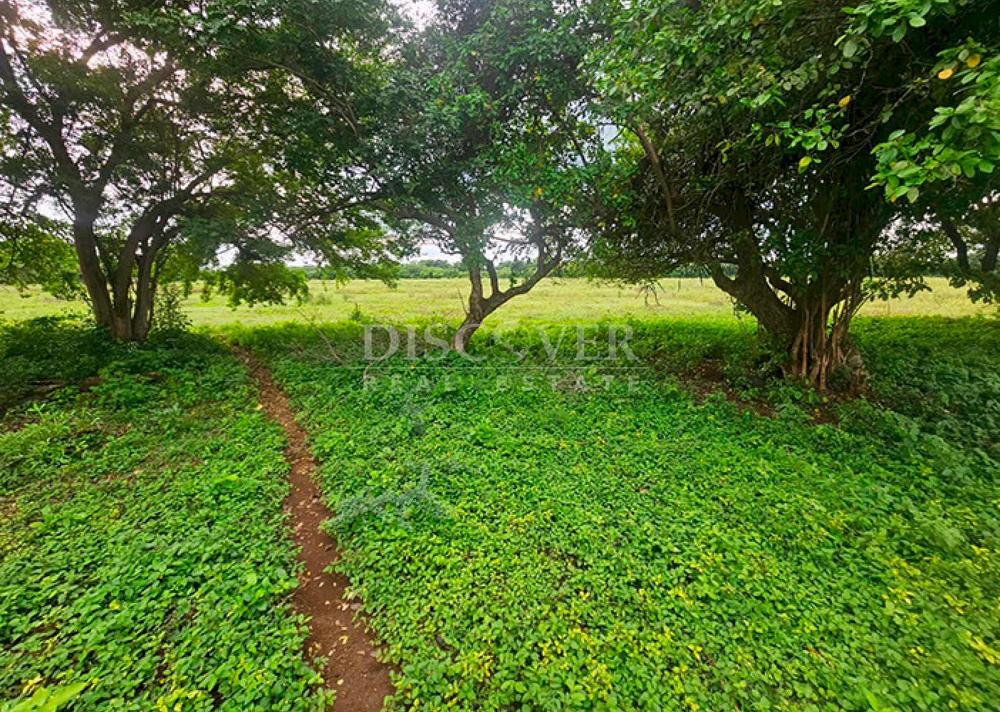  Livestock/Agricultural Farm for Sale in Masaya