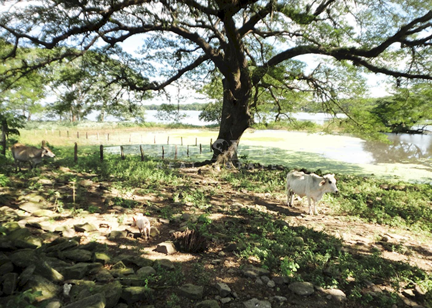Se vende finca productiva en el Departamento de Chontales 