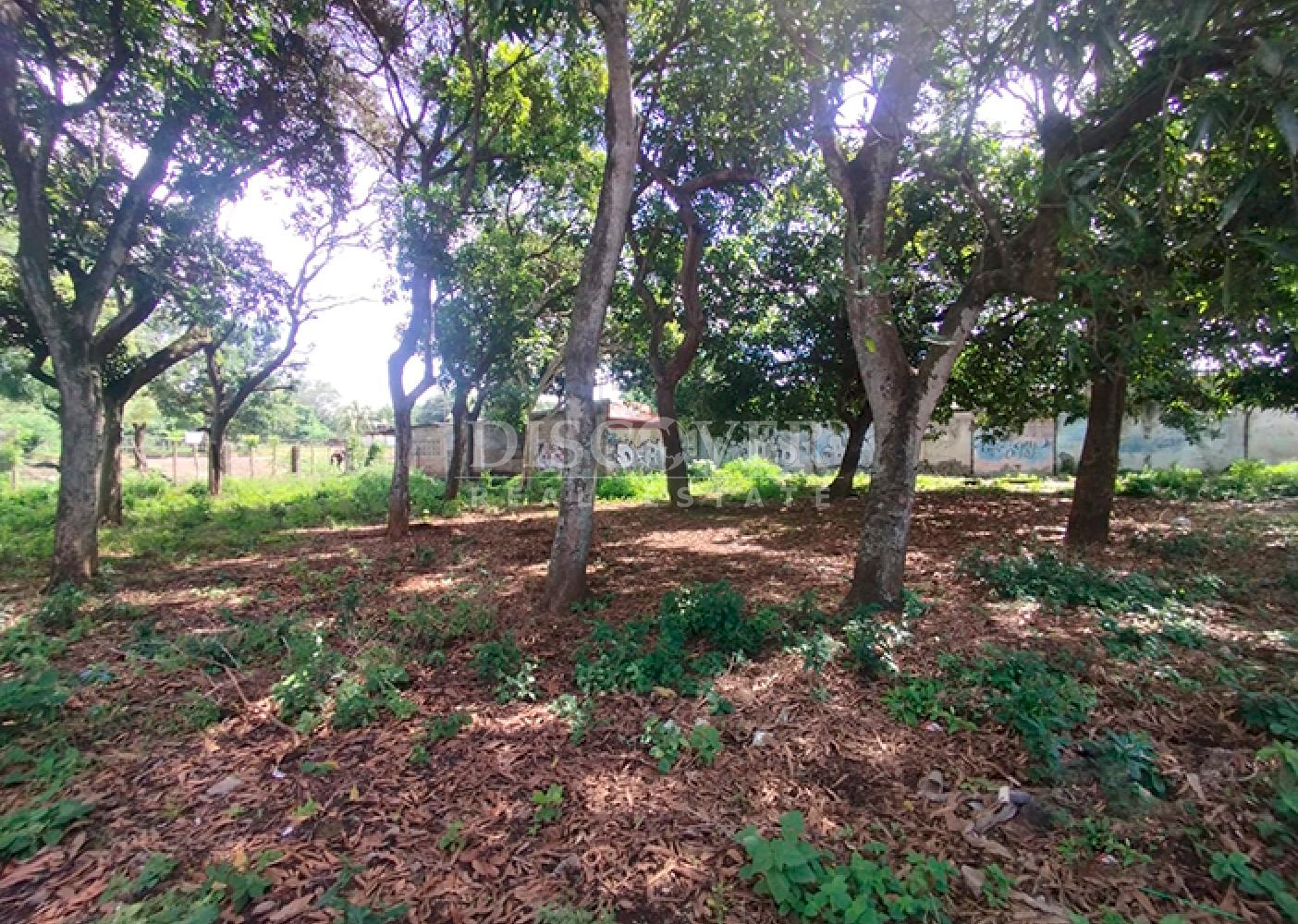 Flat land for sale in Masaya