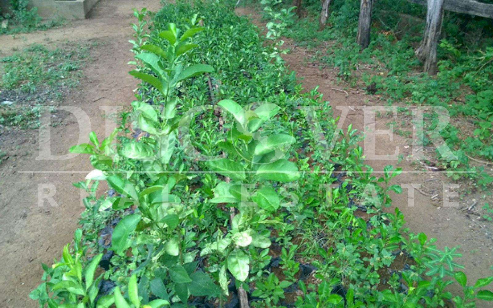 https://images.discovernica.com/propiedad/1600/ID_9017_CASARES.FINCA.VENTA.RIO.SANTA_ROSA_4_.jpg