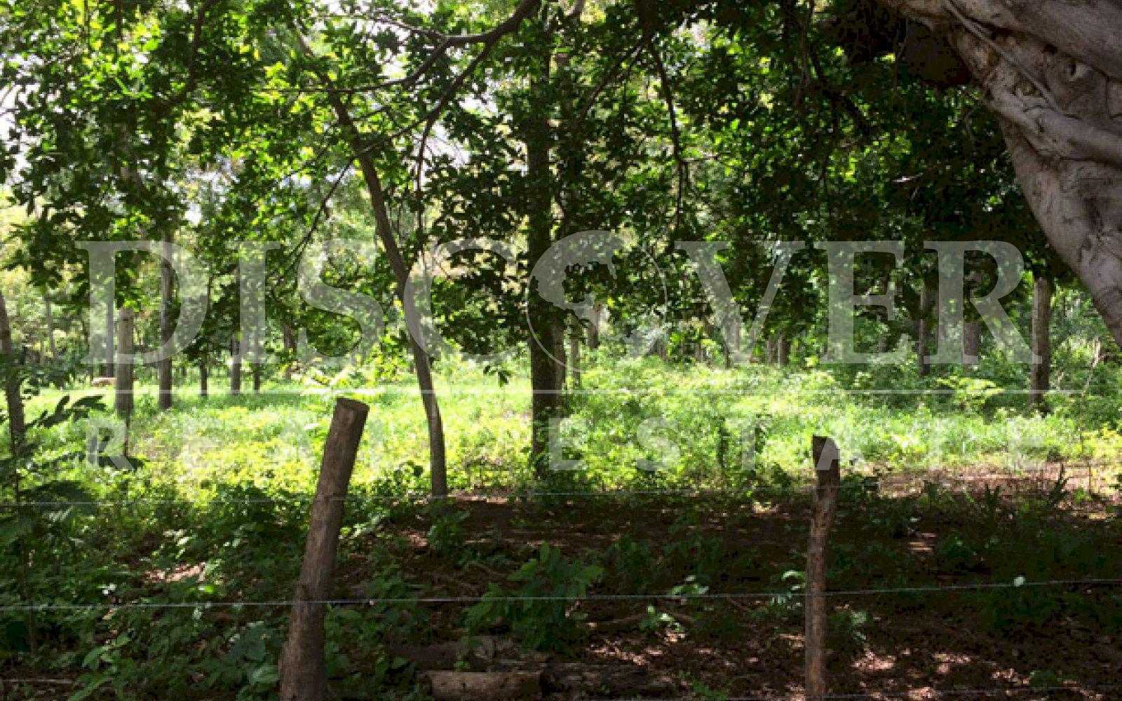 https://images.discovernica.com/propiedad/1600/ID_9106_CEDRO_GALAN.VENTA.TERRENO.COMPRA.CARRETERA_VIEJA_LEON_3_.JPG
