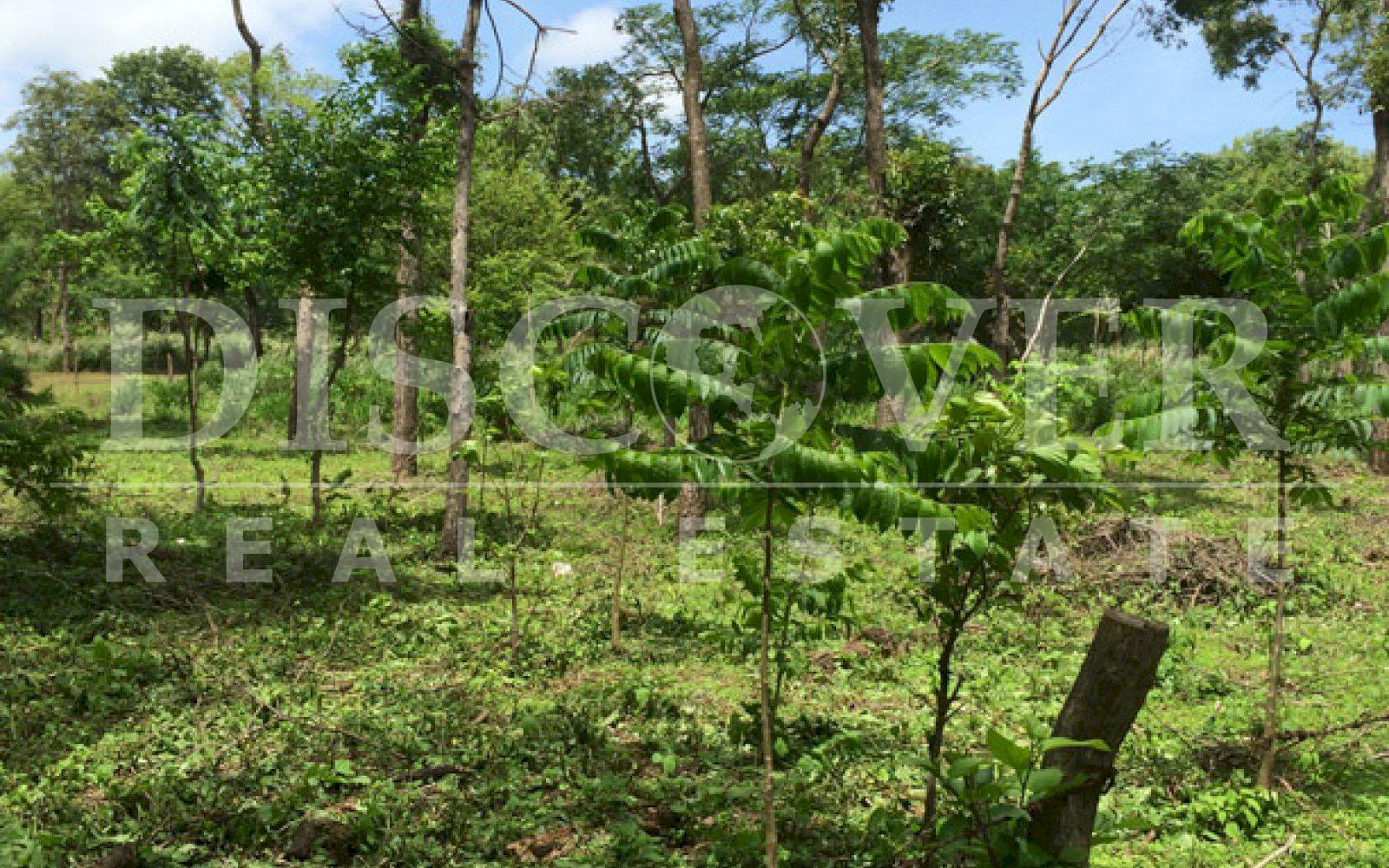 https://images.discovernica.com/propiedad/1600/ID_9106_CEDRO_GALAN.VENTA.TERRENO.COMPRA.CARRETERA_VIEJA_LEON_6_.JPG