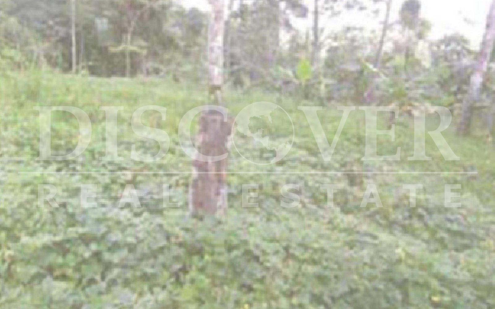 https://images.discovernica.com/propiedad/1600/ID_9150_FINCA.VENTA.PAIWAS.COMPRA.NICARAGUA_1_.jpg