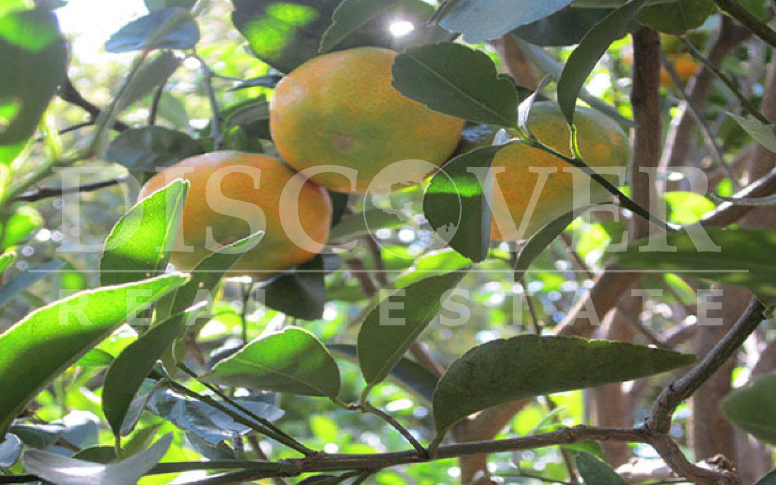 https://images.discovernica.com/propiedad/1600/ID_9460_FINCA._CARRETERA_NORTE.TERRENO.VENTA_6_.JPG
