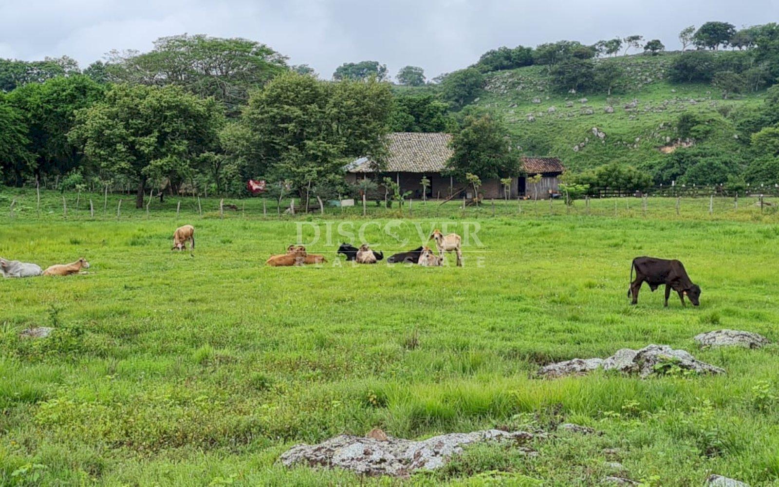  Cattle ranch for sale on Carretera Norte 