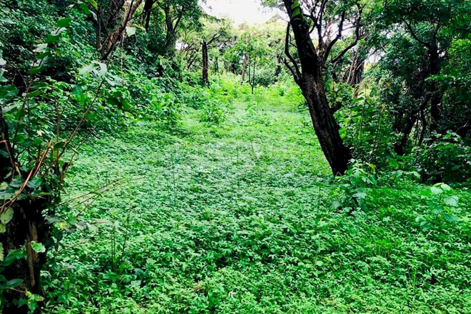  Lot for sale in El Crucero