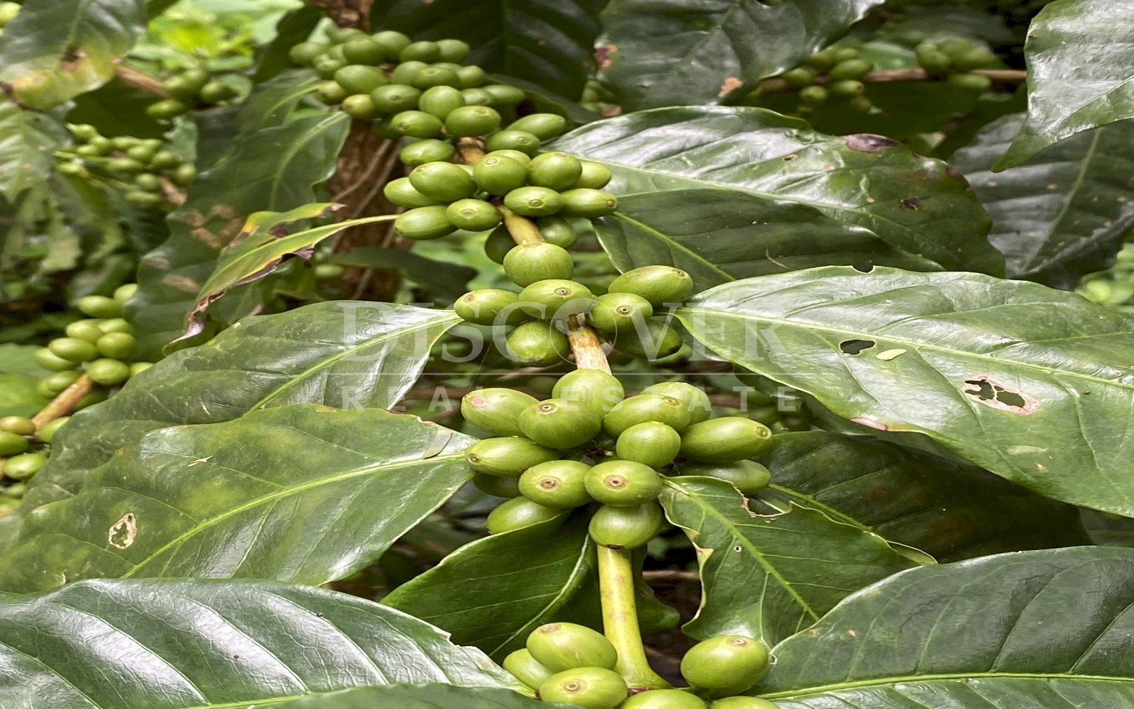 https://images.discovernica.com/propiedad/1600/IMG_3558.jpg