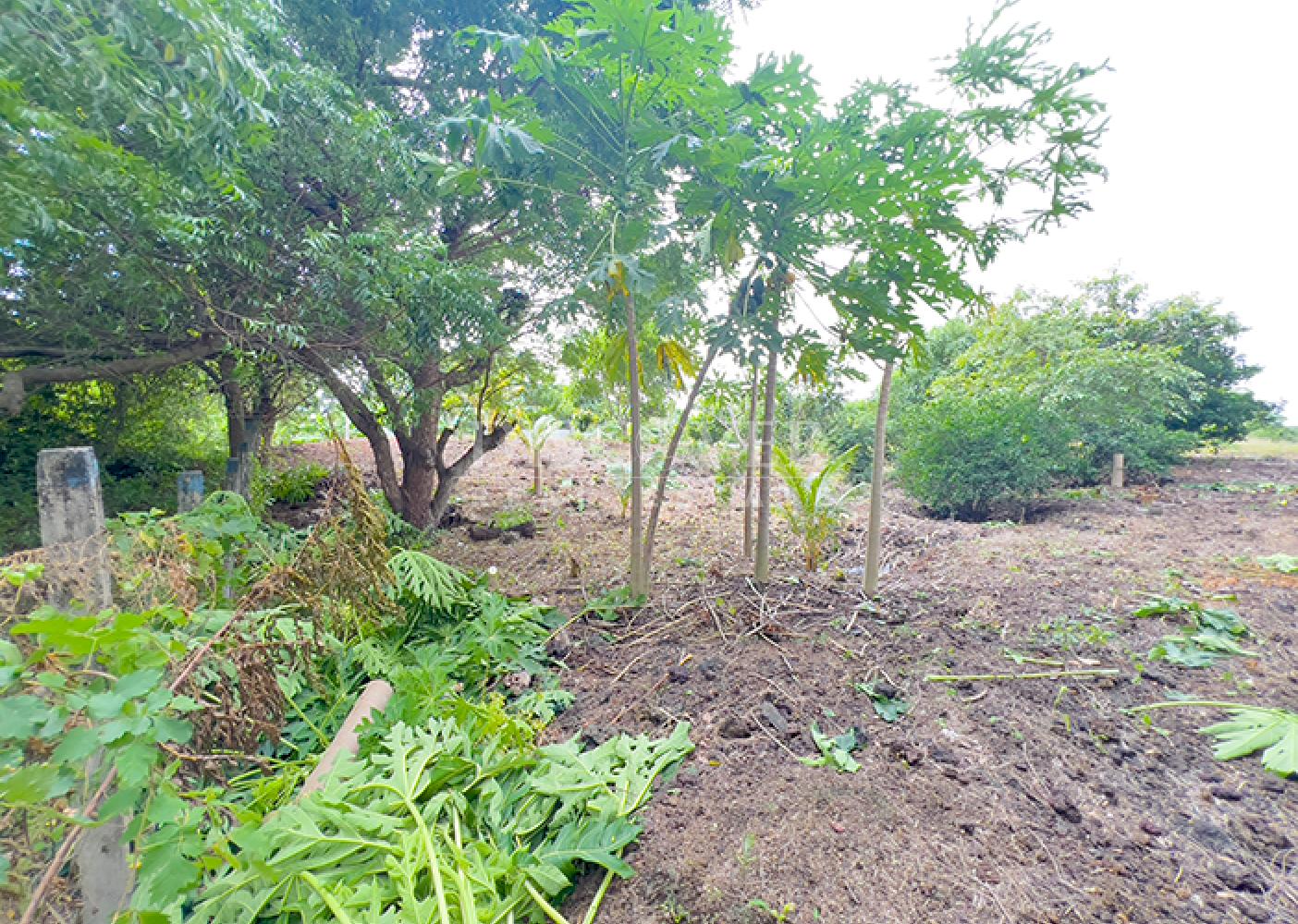  Lot for sale near Carretera a Veracruz 