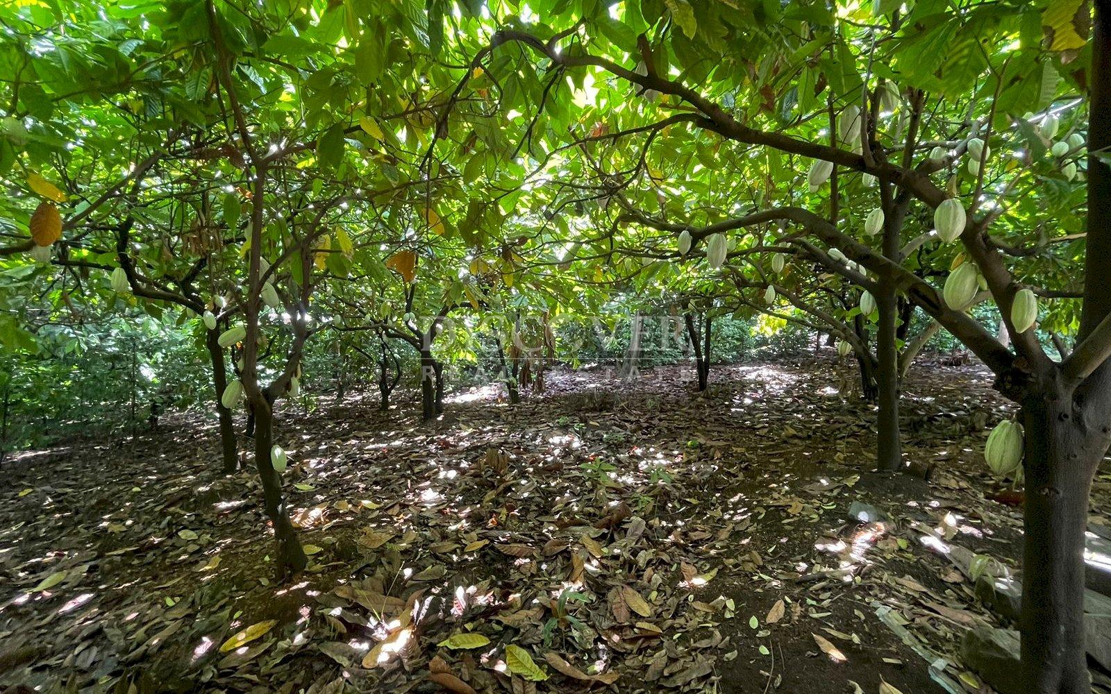  Beautiful Finca for sale in Carretera Sur.