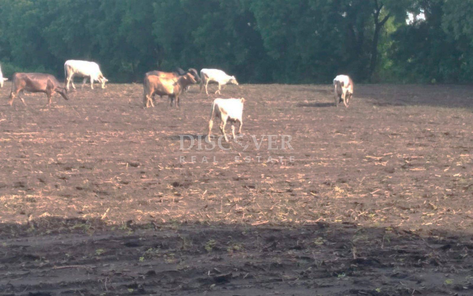  Farm for sale in León