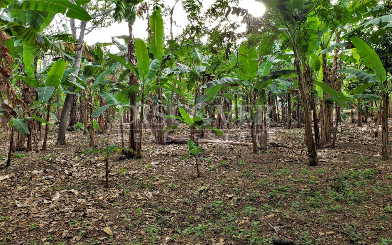  Flat topography land for sale in Masaya Highway