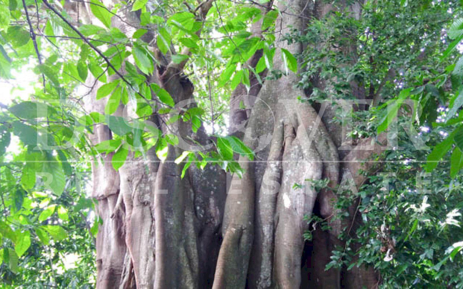 https://images.discovernica.com/propiedad/1600/bella_finca_santa_ana_ubicada_Niquinohomo_Masaya_id_11137.jpg