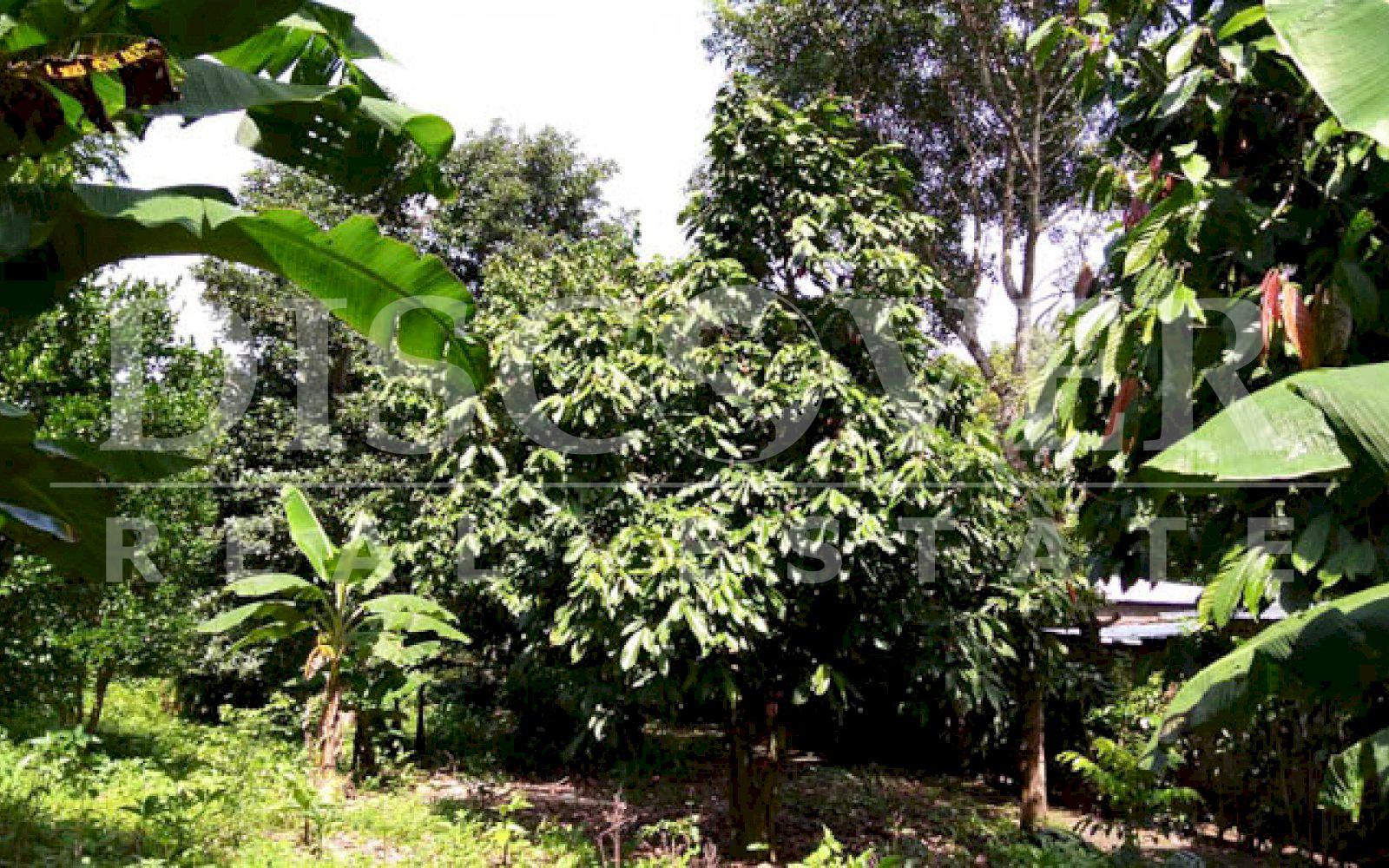 https://images.discovernica.com/propiedad/1600/bella_finca_santa_ana_ubicada_Niquinohomo_Masaya_id_11137_3.jpg