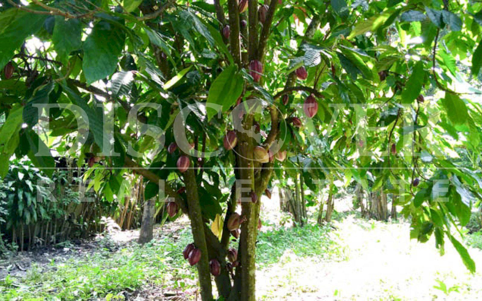 https://images.discovernica.com/propiedad/1600/bella_finca_santa_ana_ubicada_Niquinohomo_Masaya_id_11137_4.jpg