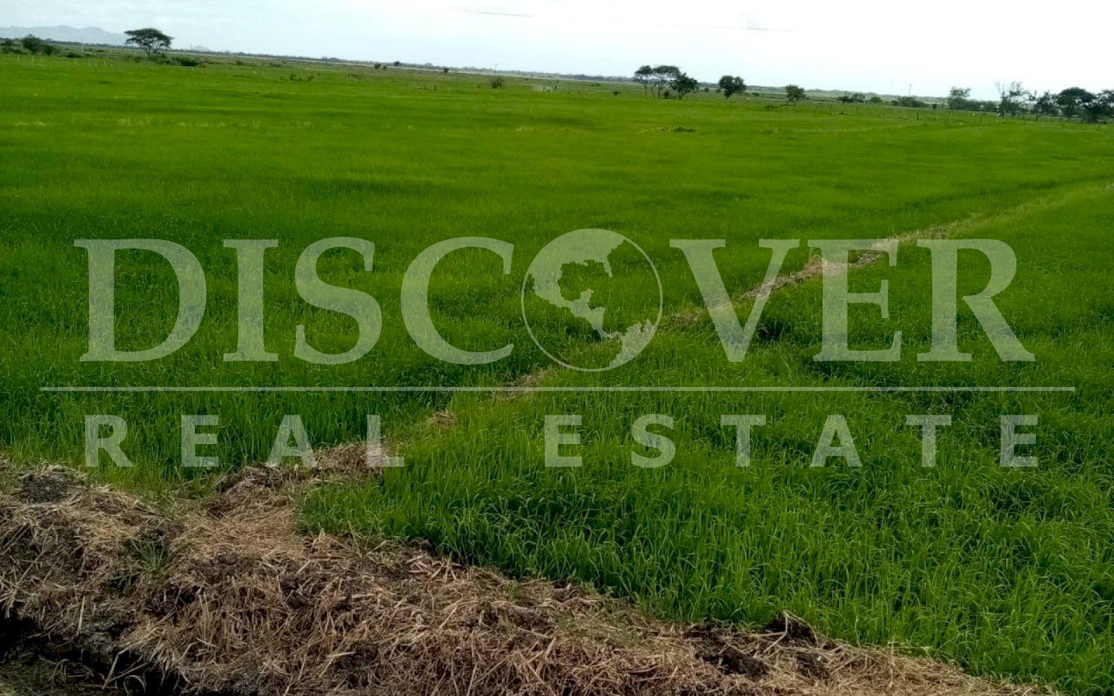 https://images.discovernica.com/propiedad/1600/campo_de_arroz.jpeg
