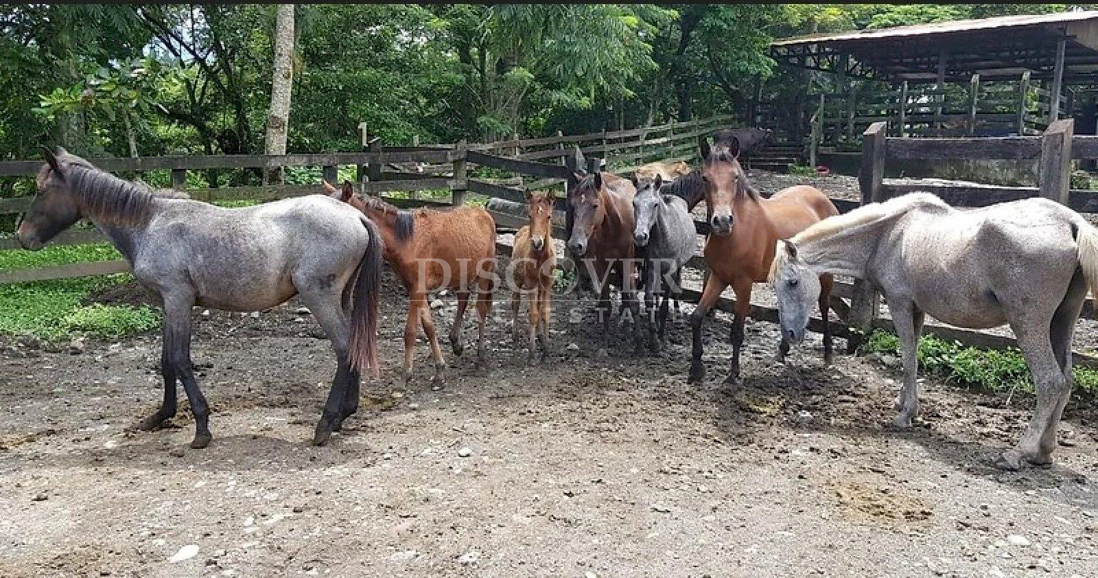  800 Mz Farm for Sale in Muy Muy