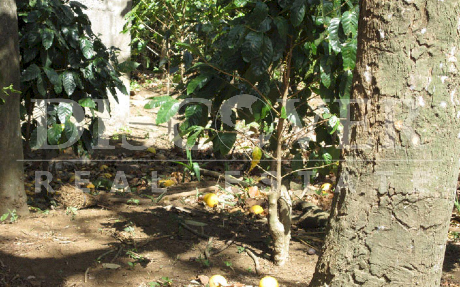 https://images.discovernica.com/propiedad/1600/finca_en_venta_en_carazo_2_.jpg