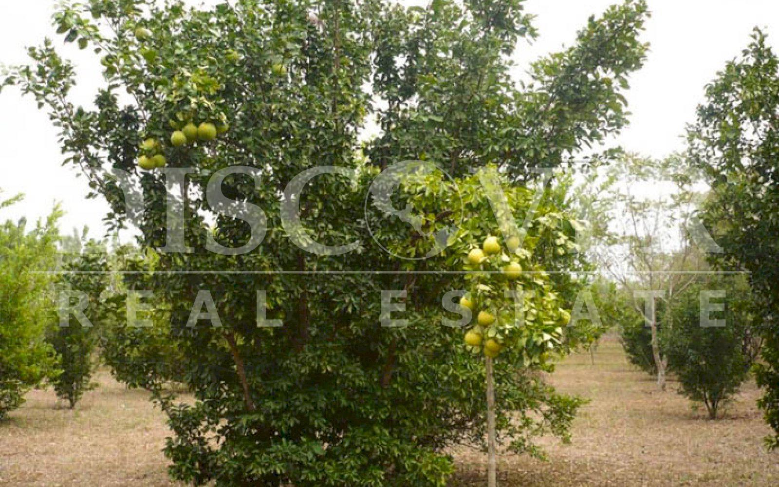https://images.discovernica.com/propiedad/1600/finca_renta_venta_leon_poneloya_6_manzanas_id_10547_4.jpg