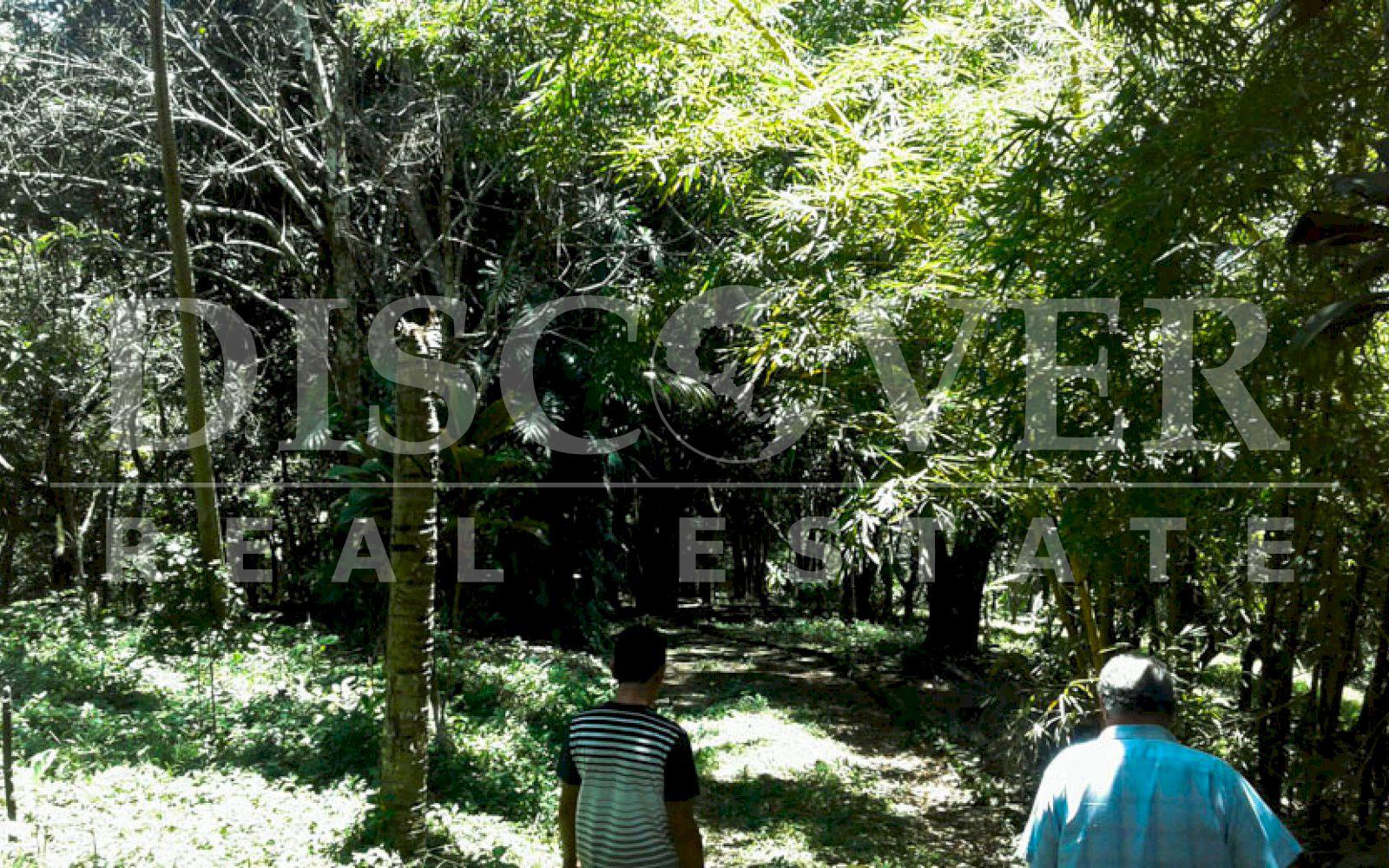https://images.discovernica.com/propiedad/1600/finca_venta_catarina_9.6mz_km40_carretera_panamericana_arboles_frutales_US_480_000.00_4.jpg