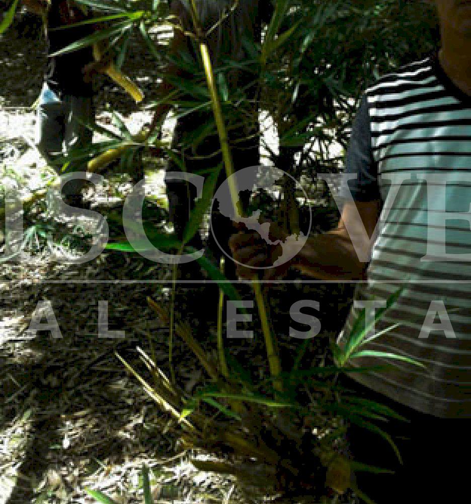 https://images.discovernica.com/propiedad/1600/finca_venta_catarina_9.6mz_km40_carretera_panamericana_arboles_frutales_US_480_000.00_5.jpg