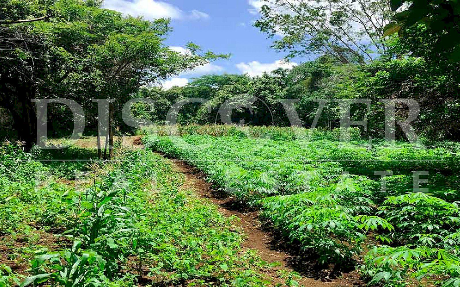 https://images.discovernica.com/propiedad/1600/finca_venta_diriomo_granada_nicaragua_id_10177_3.jpg