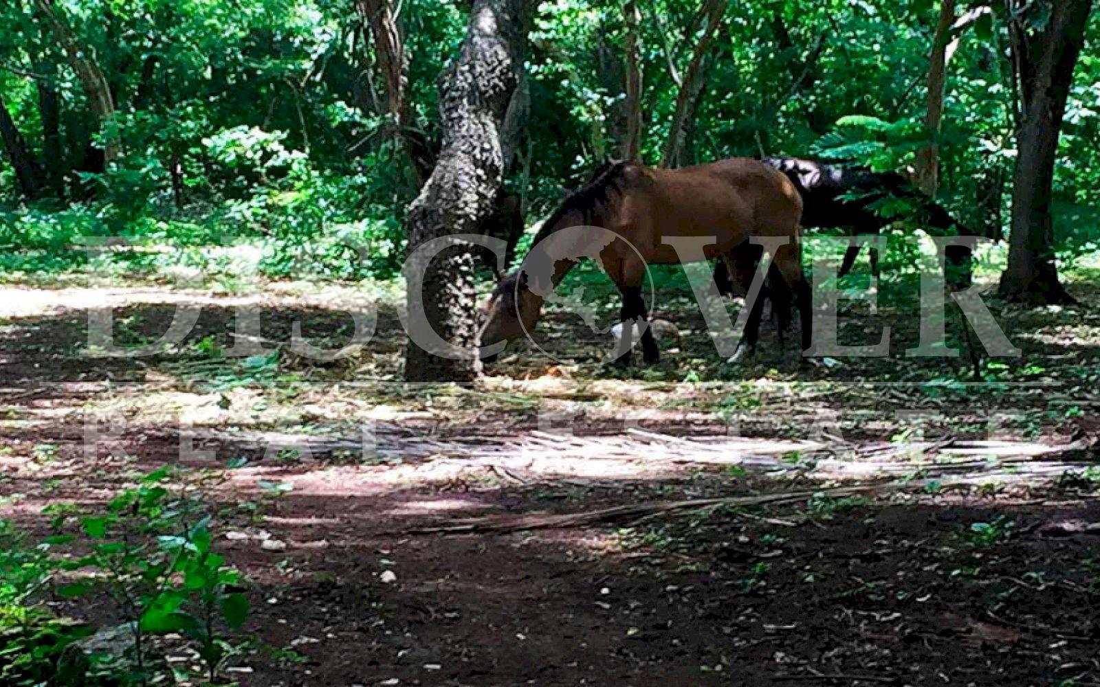 https://images.discovernica.com/propiedad/1600/finca_venta_diriomo_granada_nicaragua_id_10177_6.jpg