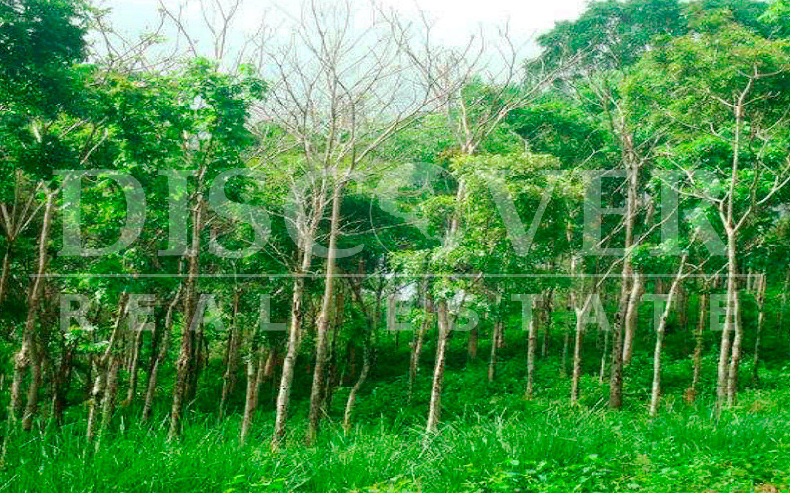 https://images.discovernica.com/propiedad/1600/finca_venta_rivas_sapoa_nicaragua_id_9778_5.jpg