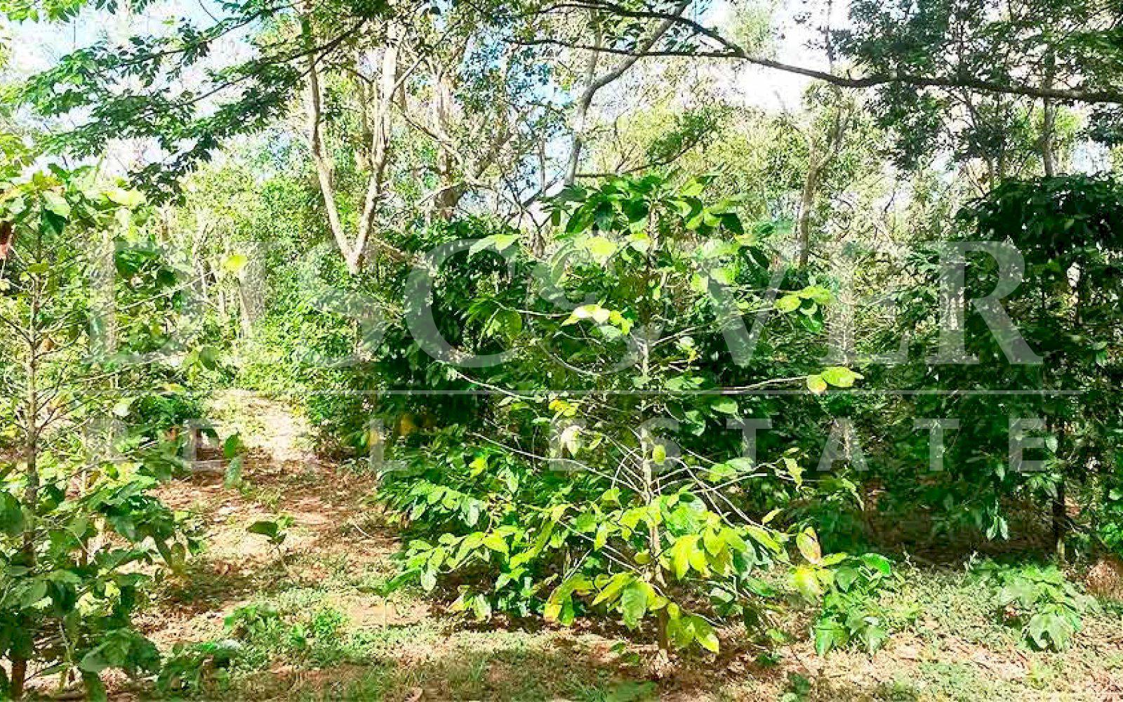 https://images.discovernica.com/propiedad/1600/finca_venta_san_marcos_carazo_id_10071_6.jpg