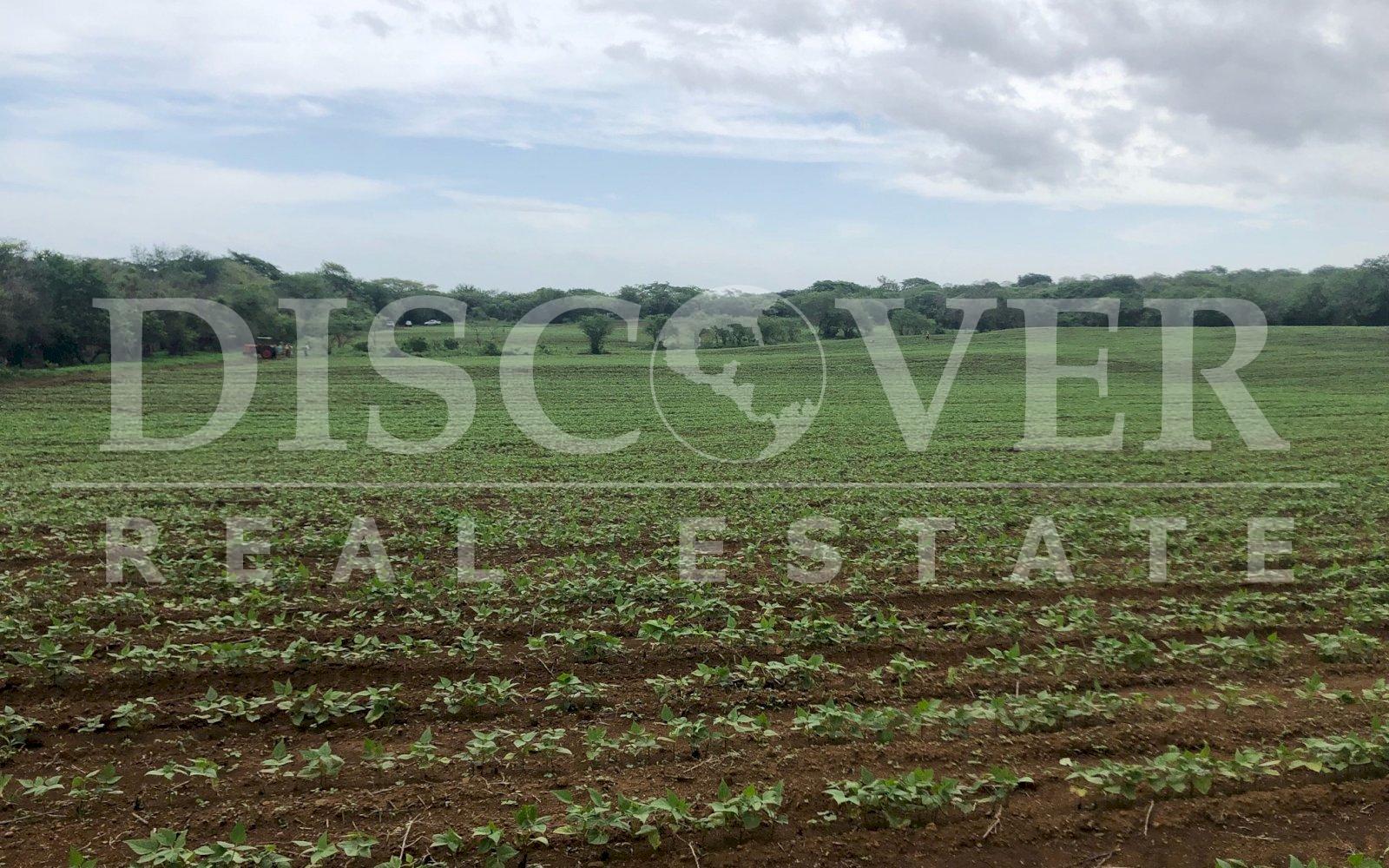  26.10 acres Land for Sale located in Nindiri ID 10696