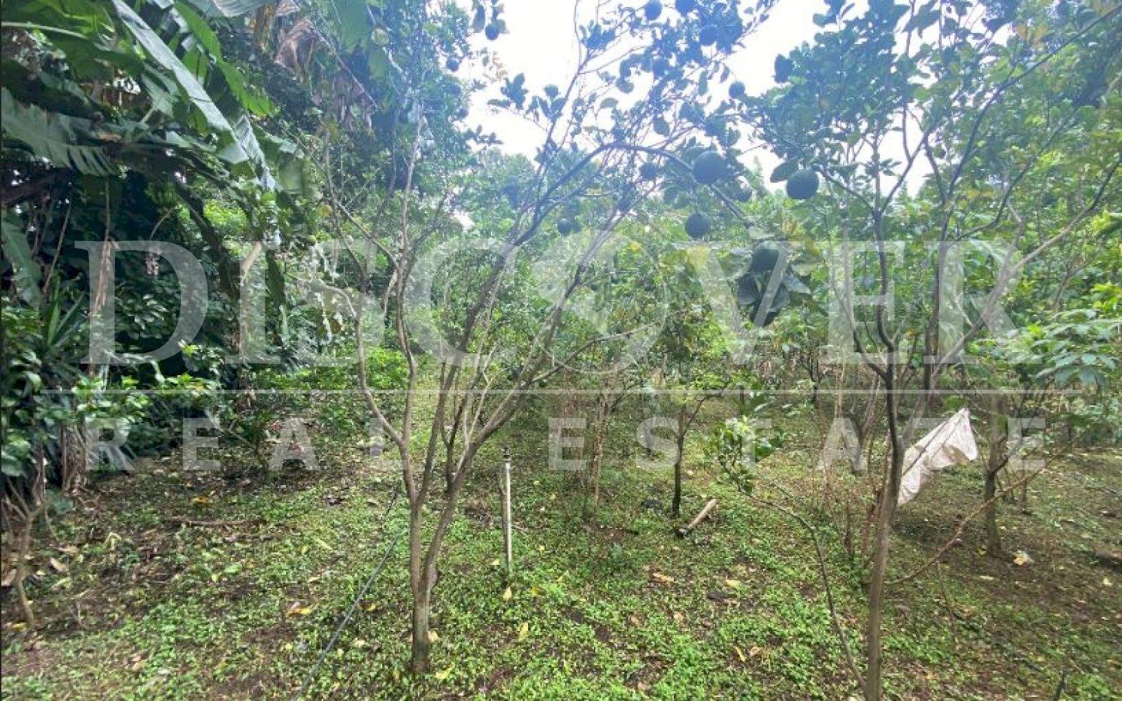  Land for Sale in Jocote Dulce ID 12737