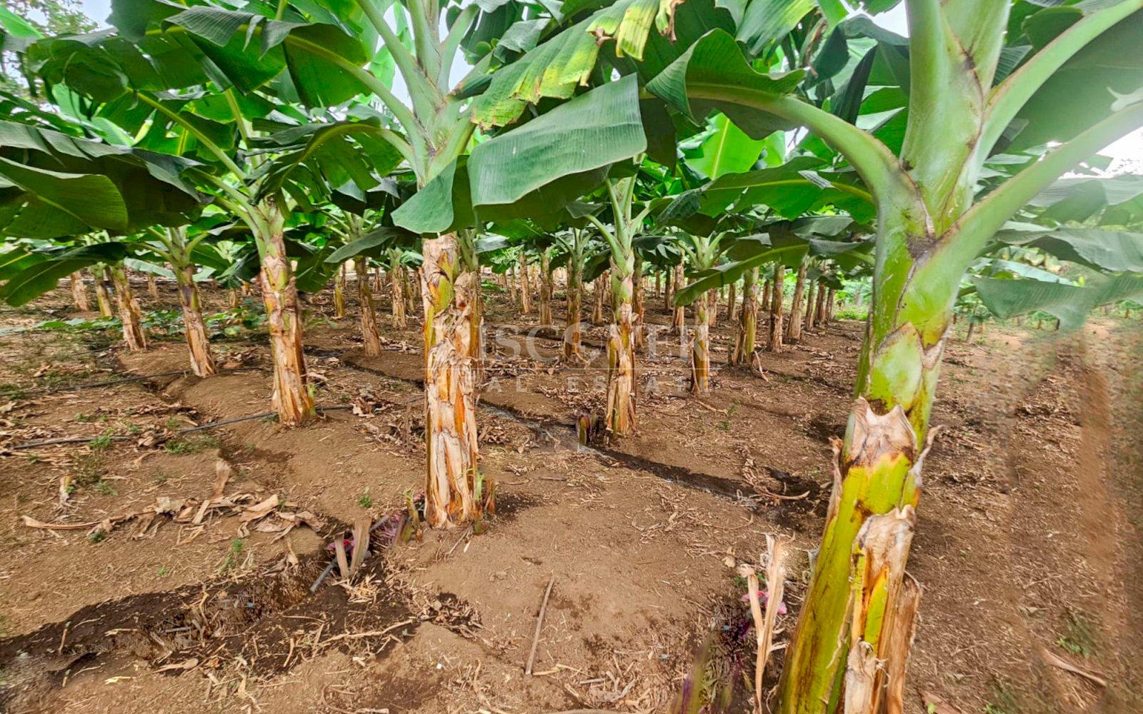  Agricultural land for sale in León