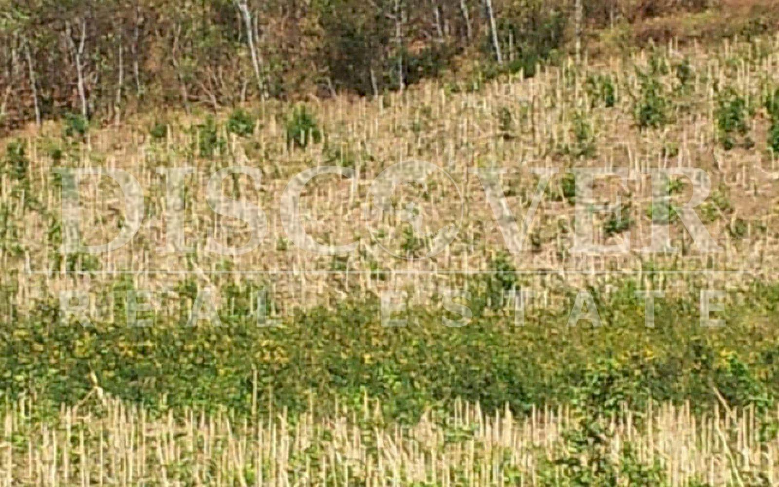 Land for sale located in Tola.