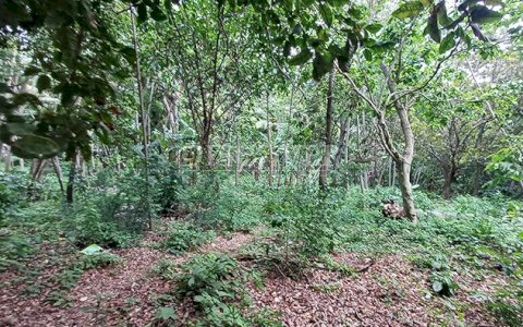 Land for Sale on Carretera Sur 