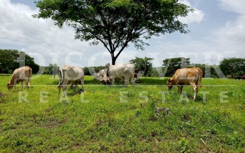  Farm for Sale in Comarca Samaria