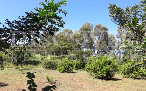  Cattle and citrus farm for sale in Granada ID 11727