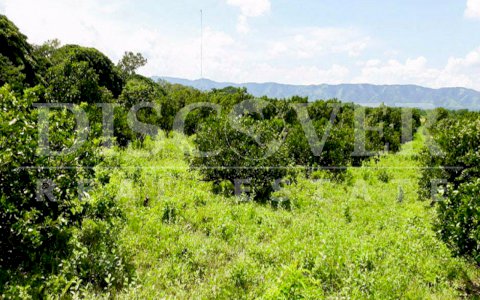 Farms and house for sale located in Mateare